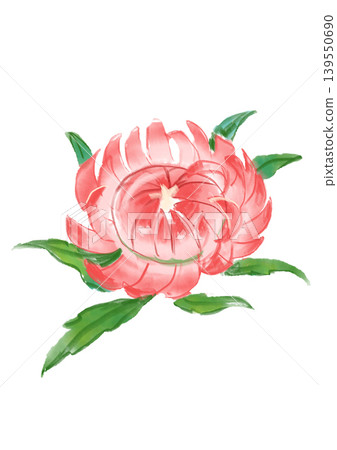 A hand-painted watercolor illustration of blooming helichrysum flowers. A hand-painted watercolor illustration of blooming helichrysum flowers. 139550690