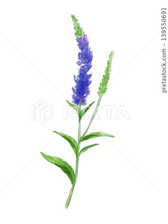 一幅手繪水彩插圖，描繪了盛開的婆婆納花。 139550691