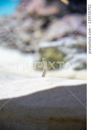 Spotted garden eel that comes out of the sand 139550701