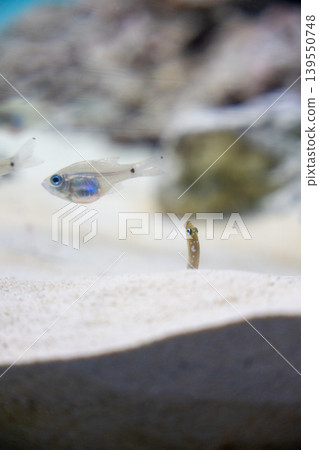 沙地裡的花園鰻和透明魚 沙地裡的花園鰻和透明魚 139550748