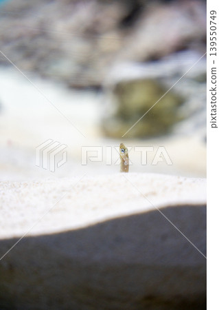 Garden eels pop out of the sand Garden eels pop out of the sand 139550749