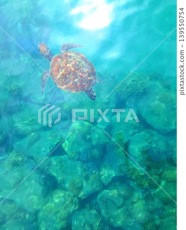 sea turtle sea turtle 139550754