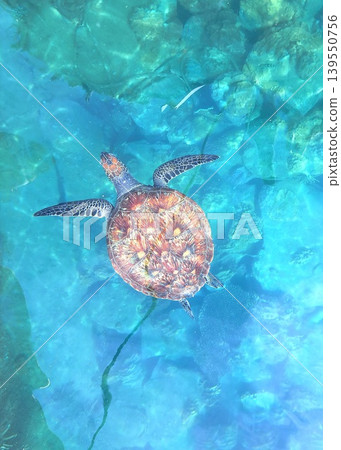 Sea turtle Sea turtle 139550756