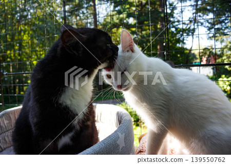Black kitty gives its white buddy a soft lick. These two furry pals share a sweet, affectionate moment. Pure cat love, a chill scene Black kitty gives its white buddy a soft lick. These two furry pals share a sweet, affectionate moment. Pure cat love, a chill scene 139550762