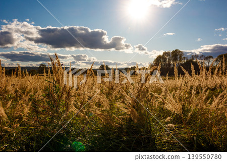 Expansive golden dry grass field bathed in bright sunlight under a partially cloudy blue sky. Serene autumn nature landscape. Warm, tranquil scene 139550780