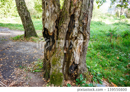 Old gnarled tree trunk with rough, decaying bark and moss, standing by a dirt path in a green forest clearing under natural light Old gnarled tree trunk with rough, decaying bark and moss, standing by a dirt path in a green forest clearing under natural light 139550800