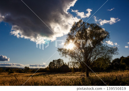 Majestic tree silhouetted against a vibrant sky, sunrays piercing through its branches, casting a serene glow over a golden autumn field with distant clouds Majestic tree silhouetted against a vibrant sky, sunrays piercing through its branches, casting a serene glow over a golden autumn field with distant clouds 139550819