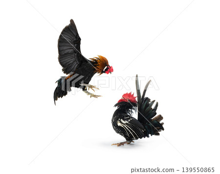 cockfight isolated on white background 139550865