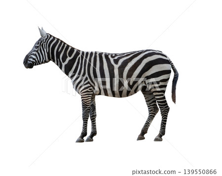 zebra isolated on white background zebra isolated on white background 139550866