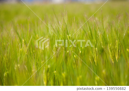 The Echizen Railway runs through wheat fields. The Echizen Railway runs through wheat fields. 139550882