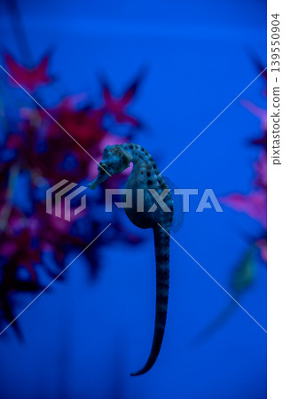 A seahorse standing in the blue sea A seahorse standing in the blue sea 139550904