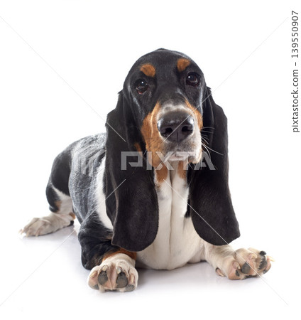 young Basset Hound young Basset Hound 139550907