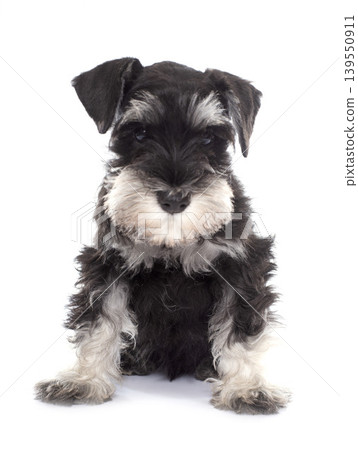 puppy miniature schnauzer puppy miniature schnauzer 139550911