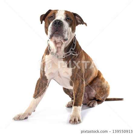american stafforshire terrier american stafforshire terrier 139550913