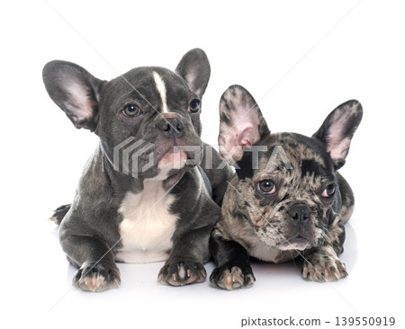 puppies french bulldog 139550919