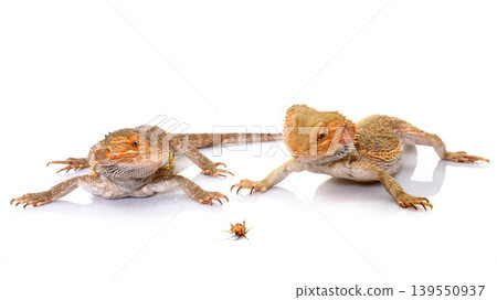 bearded dragons eating cricket bearded dragons eating cricket 139550937