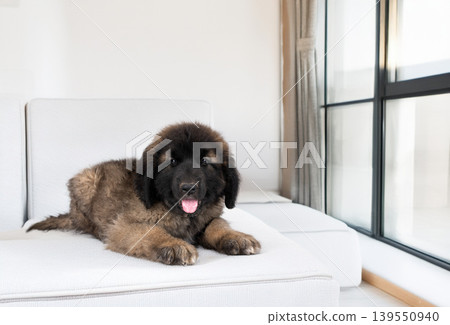 puppy Leonberger in house puppy Leonberger in house 139550940