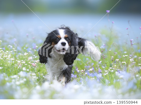 cavalier king charles 139550944