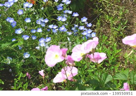 Evening primrose and nemophila Evening primrose and nemophila 139550951