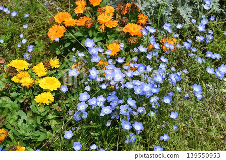 粉蝶花和其他春季花卉 粉蝶花和其他春季花卉 139550953