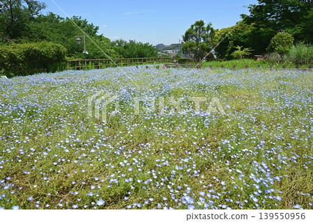 Nemophila flower field and blue sky Nemophila flower field and blue sky 139550956