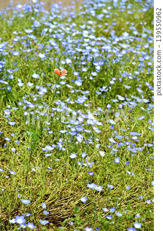 A single poppy and a field of nemophila flowers A single poppy and a field of nemophila flowers 139550962