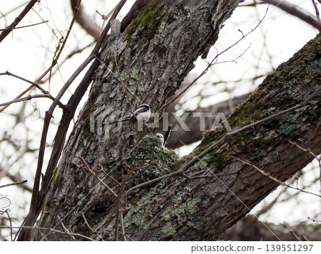 Long-tailed tit building a nest Long-tailed tit building a nest 139551297