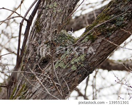 Long-tailed tit building a nest Long-tailed tit building a nest 139551301