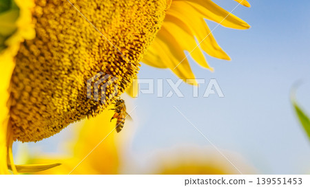 Close up of yellow sunflower with honey bee working collecting pollen. Provence in France. 139551453