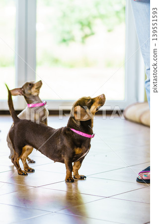 Little dogs chilling on sofa 139551593