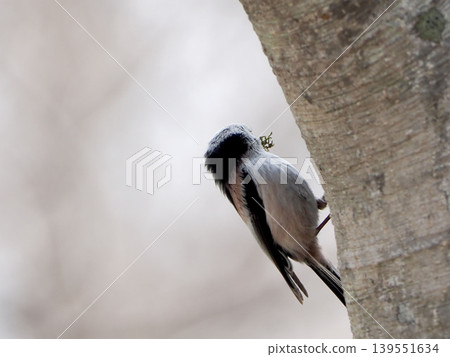Long-tailed tits gathering nesting materials Long-tailed tits gathering nesting materials 139551634