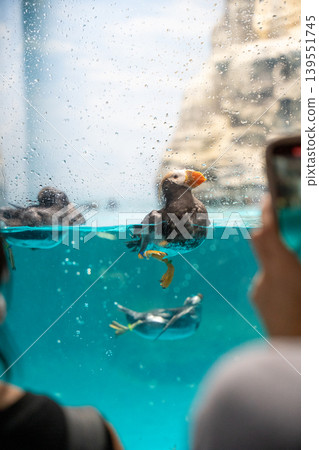 透過魚缸玻璃可以看到簇絨海鸚 透過魚缸玻璃可以看到簇絨海鸚 139551745