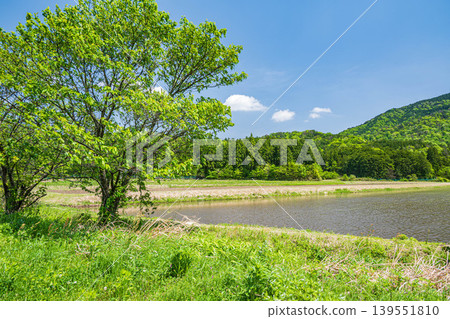 滋賀縣長濱市西夏齋町奧地區琵琶湖的田園風光 139551810