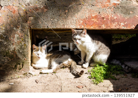Two yard cats hiding from the sun in a window opening on the ground floor Two yard cats hiding from the sun in a window opening on the ground floor 139551927