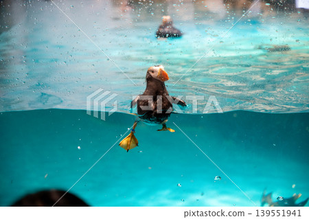 Tufted puffin in the water Tufted puffin in the water 139551941