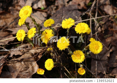 Bright yellow flowers of coltsfoot plants in April Bright yellow flowers of coltsfoot plants in April 139552021