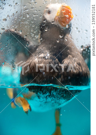 水滴和水中的海鸚 水滴和水中的海鸚 139552181