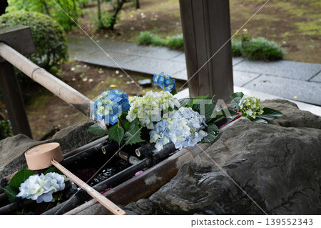 Rainy season sky, hydrangeas Rainy season sky, hydrangeas 139552343