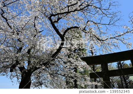 Yoshino cherry tree Yoshino cherry tree 139552345