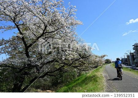 Yoshino cherry tree 139552351
