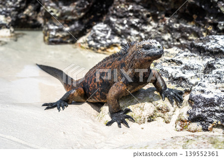 Marine iguana resting on rocks at Tortuga Bay beach, Galapagos, Ecuador Marine iguana resting on rocks at Tortuga Bay beach, Galapagos, Ecuador 139552361
