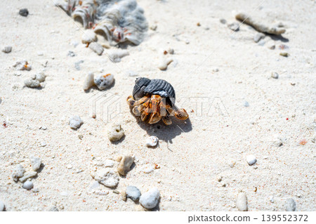 Hermit crab on a white sand beach in Maupiti, French Polynesia Hermit crab on a white sand beach in Maupiti, French Polynesia 139552372