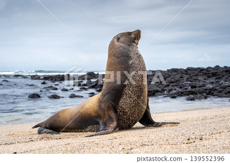 Sea Lion Posing on Playa Loberia Beach Sea Lion Posing on Playa Loberia Beach 139552396