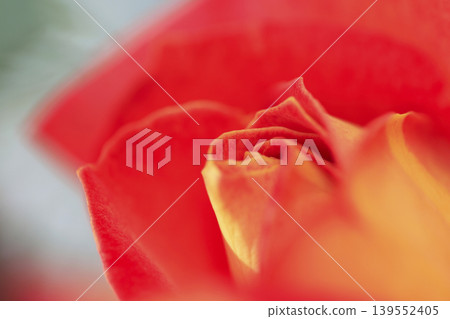 開花在花壇的橙色玫瑰 139552405