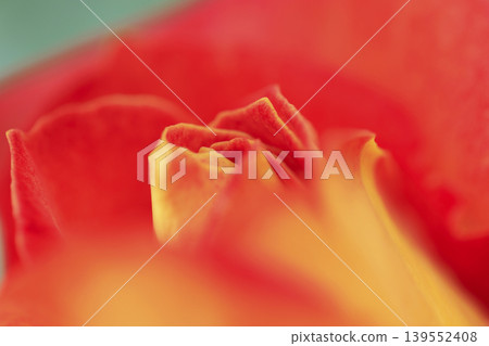 Orange roses blooming in the flowerbed Orange roses blooming in the flowerbed 139552408