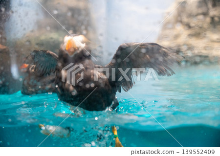海鳥在水下拍打翅膀 海鳥在水下拍打翅膀 139552409