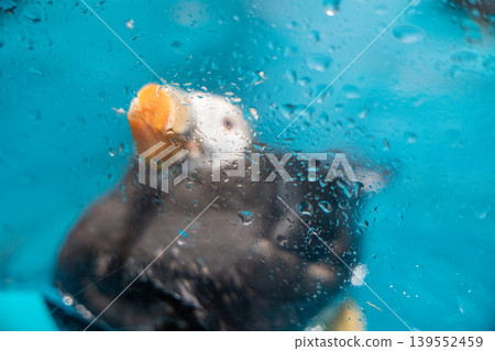 透過雨滴看到的海鸚 139552459