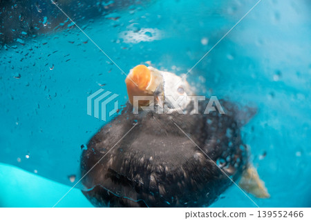 Tufted puffin seen through a water droplet 139552466