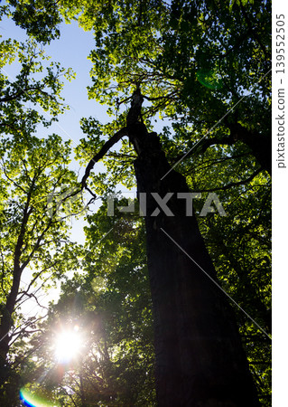 Bottom up view of tall trees in the forest Bottom up view of tall trees in the forest 139552505