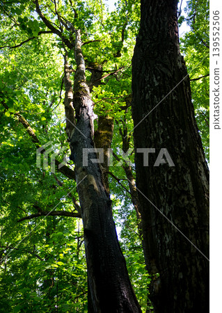 Bottom up view of tall trees in the forest Bottom up view of tall trees in the forest 139552506